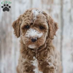 Hudson, Mini Labradoodle Puppy
